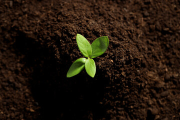Young plant with green leaves growing from soil, top view