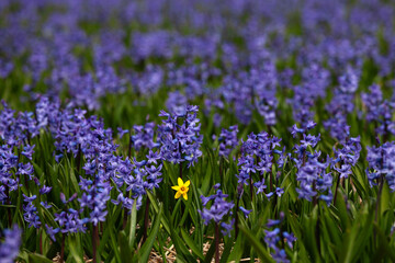 Fototapeta premium Gelbe Narzisse im blauen Hyazinthenfeld