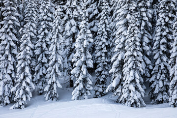 Snowy Evergreen Trees in a Winter Landscape