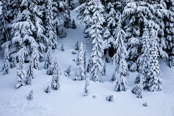 Snowy Evergreen Forest: Tranquil Winter Scene