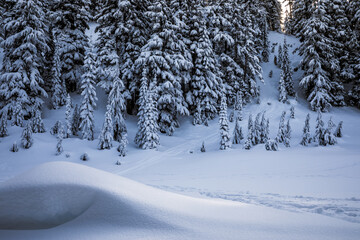 Serene Snowy Forest: Winter Wonderland with Majestic Pine Trees and a Tranquil River