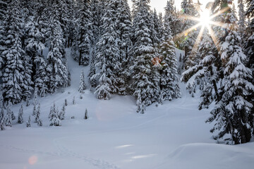 Sunlit Evergreen Forest on Snowy Day, Winter Wonderland