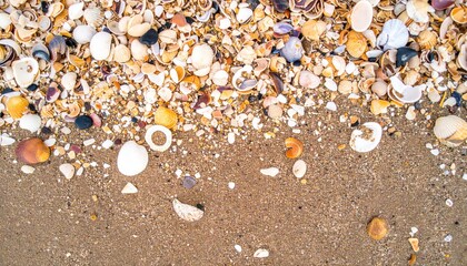 A colorful collection of seashells, meticulously arranged on a sandy beach, capturing the essence of a coastal paradise.