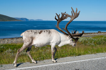 In Norway, reindeer are an integral part of Sami culture and an abundant species in the Norwegian landscape, especially in the north of the country. © Joan Vadell