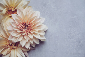Beautiful fresh cream Cafe au Lait dahlia flowers in full bloom on gray background, top down view. Fall blossoms. Copy space for text.