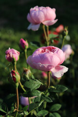 Dark background with a bright pink rose buds in a summer garden. Beautiful natural background. Delicate petals. Fragrant rose bud in close-up. pink roses in garden.