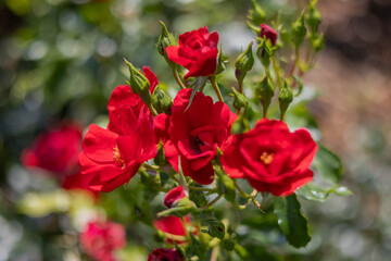 Obraz premium Vibrant red roses blooming in a sunny garden setting during springtime