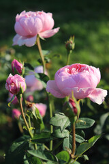 Dark background with a bright pink rose buds in a summer garden. Beautiful natural background. Delicate petals. Fragrant rose bud in close-up. pink roses in garden.