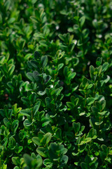 Dense green foliage covering the ground in a natural setting