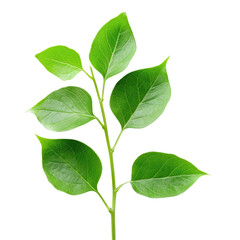 Green leafy sprig isolated on black, nature's vibrant detail