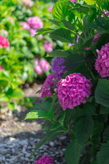 Bright pink hydrangeas blooming in a lush garden landscape