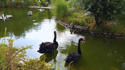 Majestic beautiful tranquil photo image flock of two black swans in the park swimming in pond in...