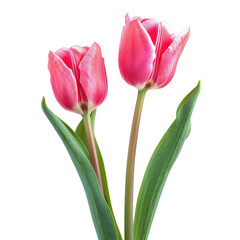 Close-up of two vibrant pink tulips with green leaves against a black background