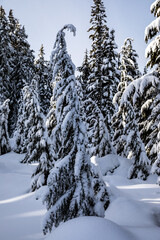 Snowy Winter Forest: A Beautiful Scene of a Snowy Pine Tree Under the Clear Sky