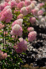 Hydrangea blossoms in shades of pink bloom in a sunny garden setting