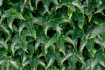 Green leaves with unique shapes covering a wall in a lush environment
