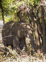 A baby African elephant, Loxodonta africana, standing in the shade of an acacia thicket, in the bushveld of the Kruger National Park