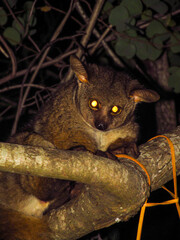 A curious Thick-tailed bushbaby, Otolemur crassicaudatus, inspecting a campground in the Kruger...