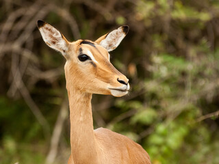 Mug shot of an impala, Aepyceros melampus, ewe looking towards the side, in the Kruger National Park of South Africa