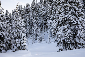 Snowy Evergreen Forest