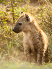 A hyena cub, Crocuta crocuta, of around a year old, whose mane is being backlit by the afternoon...