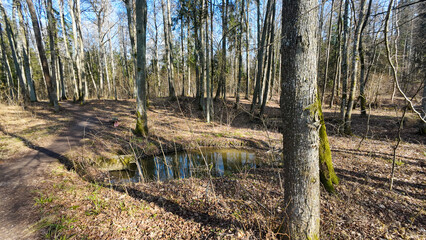 A serene forest scene with a small pond and bare trees in early spring.