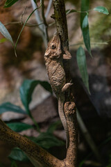 Panther Chameleon