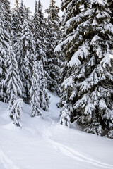 Serene Winter Forest: A Tranquil Scene of Snowy Pine Trees Amidst a Light Snowfall