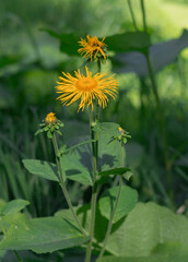 Vibrant yellow flowers rise above green leaves in a sunlit environment