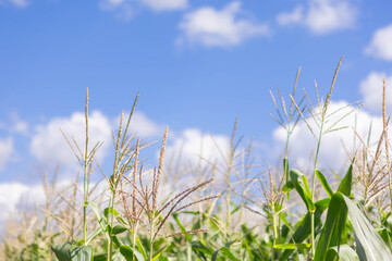 Corn plants grow tall under a bright blue sky with fluffy clouds