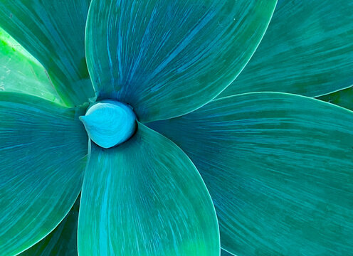 Transformative Teal agave tropical plant toned background. 2026 color of the year concept.
