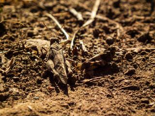 Two brown grasshoppers on dry soil.