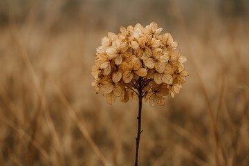 Dried hydrangea in autumn field.