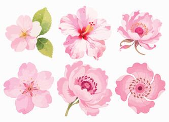 Collection of Delicate Pink Flowers Botanical Illustrations