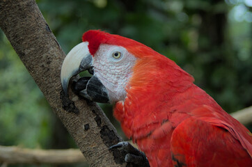 red and yellow macaw