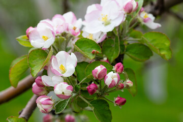 Blooming apple blossom. Garden apple tree