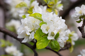 Fluffy and cute white plum blossoms in spring