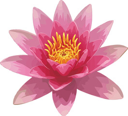 Vibrant pink water lily bloom isolated