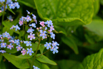 Siberian bugloss flowers Brunnera macrophylla. Small blue and purple flowers, macro. Summer flower background
