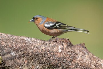 Chaffinch male perched on a large branch, UK