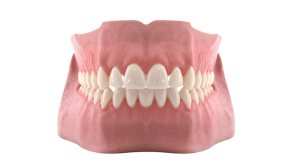 Dental model showcasing healthy gums and teeth for educational and healthcare purposes