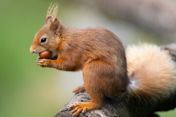 Red squirrel close up on a log eating a hazelnut
