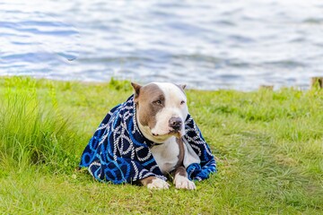 Dog wrapped in a blue patterned blanket, resting on green grass by a serene lake, showcasing a...