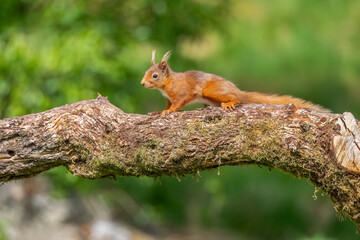 Red squirrel running along a tree trunk close up with contrast and a blurred background