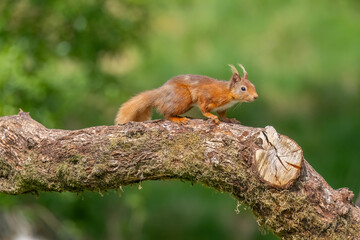 Red squirrel running along a tree trunk close up with contrast and a blurred background