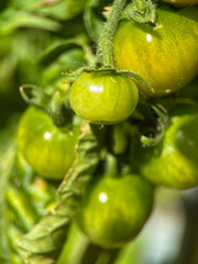 grüne und rote reifende Tomaten in der Sonne des Sommers