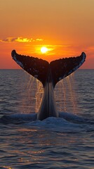Fototapeta premium Whale tail rising, sunset backdrop