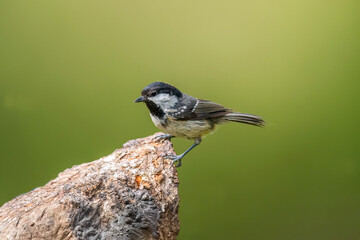 Coal tit perched on a large branch, UK
