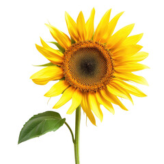 Fototapeta premium and keyword list based on the image you sent... Bright Sunflower Blooming Openly in Field Summer Radiance.