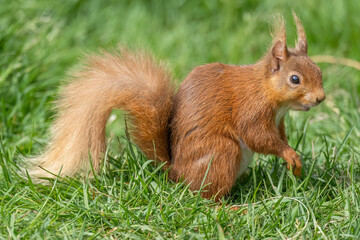 Red squirrel sitting on the grass
